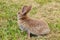 Grey rabbit sitting on green grass decided to run away.