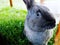 Grey rabbit staring at the camera