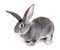 Grey rabbit on white background