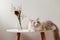 Grey Ragdoll cat sit on small white tea table with a bottle of colorful flowers, serious face grey background