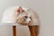 Grey Ragdoll cat sit on small white tea table, grey background