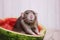 Grey rat sitting in half a watermelon