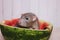 Grey rat sitting in half a watermelon