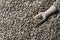 Grey raw sunflower seeds with wooden spoon in background, closeup, top view. Purified seeds of sunflower