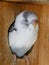 Grey Recessive Pied baby budgie