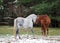 Grey and red horses on a glade