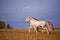 Grey and red stallions