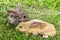 Grey and red young rabbits.