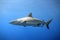 Grey Reef Shark