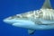 Grey Reef Shark, Carcharhinus amblyrhynchos