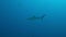 Grey reef shark on a coral reef