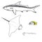 Grey reef shark, manta ray, threadfin butterflyfish and cornefish hand drawn