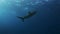 Grey reef shark in waters of sea looking for food