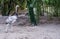 Grey rhea walking in the sand, big flightless bird from America, Near threatened animal specie