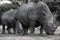 Grey rhino eating some grass in namibia