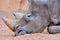 Grey rhino lying on sand