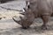 Grey rhinoceros grazing during the daytime