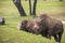 Grey rhinoceros grazing in a field