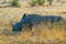 Grey rhinoceros in the Kruger Park