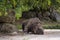 Grey rhinoceros resting  in natural reserve