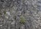 Grey rock mountain panorama background - stone texture