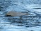 Grey rock in river water background. Water. Rock. Stone. Nature.