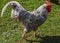 Grey rooster 1