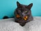 Grey Russian Blue Wearing Yellow Red Flower Bow Tie Lying Down Portrait Cute Costume Collar