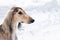 Grey saluki portrait