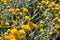 Grey santolina chamaecyparissus cotton lavender yellow flowers in the summer garden. Flowering evergreen shrub species