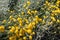 Grey santolina chamaecyparissus cotton lavender yellow flowers in the summer garden. Flowering evergreen shrub species