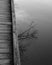 Grey-scale shot of the reflection of the trees on water near the wooden boardwalk