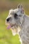 Grey schnauzer portrait