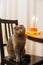 Grey Scottish fold cat on a chair near his gourmet cake with candles