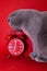 Grey Scottish-fold cat looks at the classic vintage mechanical retro red alarm clock on red background at almost 7 o`clock with c