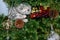 Grey Scottish fold cat playing with Christmas decor red and gold toy steam train on the fir tree