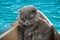Grey Scottish fold cat sitting in boat made from shoe cardboard and sets sail on his first journey. Cats are usually