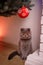 Grey Scottish-Fold curious cat looks at spruce New Year Tree near fireplace at home in the evening.