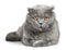 Grey Scottish Fold Lying Down