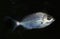 Grey Sea Bream, cantharus griseus, Adult against Black Background