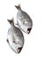 Grey Sea Bream, pondyliosoma cantharus, Fresh Fish against White Background