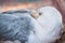 The grey sea gull hides its beak in the feathers of its back and wings.