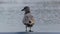 Grey sea gull water background