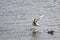 Grey seagull landing in the sea, ireland