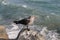 Grey Seagull Overlooking Ocean