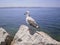 Grey seagull on a rock