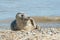 Grey seal basking