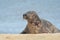 Grey seal basking