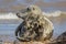 Grey seal. Beautiful animal portrait image of an adult male gray seal