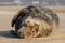 Grey seal bull at rest